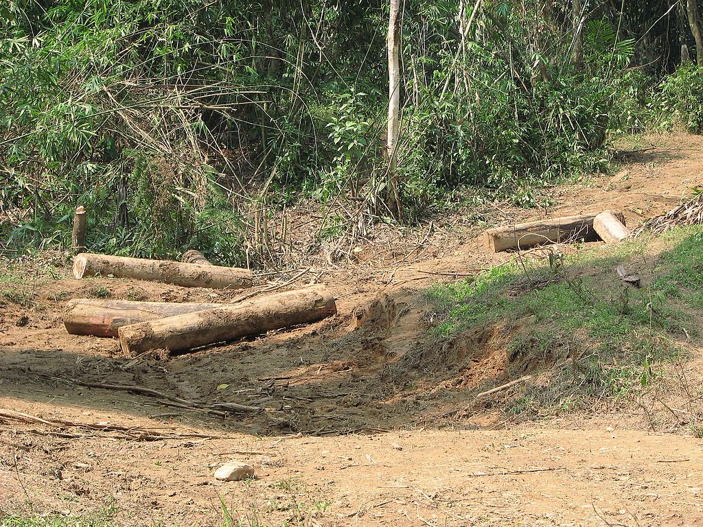 Illegal Logging Manmao IMG 9017